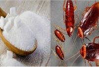 তেলাপোকার উপদ্রপ থেকে মুক্তি মিলবে চিনিতেই!