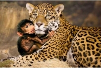 মাকে মে'রে বাচ্চার প্রতি চিতার ভালোবাসায় মুগ্ধ বিশ্ব!