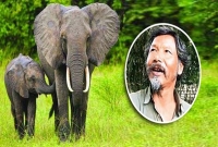 হাতির পাল গ্রামে হা'না দিয়ে তা'ন্ডব চালায়, ১৩ বছর ধরে গাছেই বসবাস