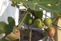 সাতক্ষীরায় বড় হচ্ছে পবিত্র কোরআনে বর্ণিত ত্বীন ফল