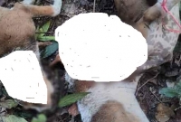 মায়ের কোল থেকে নিয়ে নির্ম'মভাবে পি'টিয়ে মা'রা হল কুকুর ছানাগুলি!