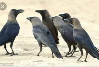 খাবারের দোকানে কাক মে'রে মুরগির মাংস হিসেবে বিক্রি, আট'ক ২