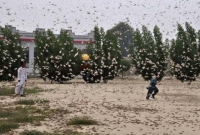 পঙ্গপালের আ'ক্রমণে পাকিস্তানে জরুরি অবস্থা জারি