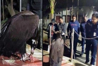 গাইবান্ধায় হঠাৎ আকাশ থেকে নেমে এলো বিশাল এক অচেনা পাখি