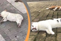 ভাইরা'সের আত'ঙ্কে চীনে পোষা কুকুর বিড়াল হ'ত্যার হি'ড়িক