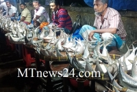  ধ'রা পড়ছে ঝাঁকে ঝাঁকে ইলিশ, কেজি মাত্র ৬০০ টাকা!
