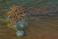 ছবিটি মানুষকে অনেক কিছু শেখাচ্ছে!