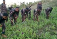  ১৫ বিঘা জমির ওপর ছয়টি পপি ক্ষেতের সন্ধান, পরে ধ্বংস করল বিজিবি