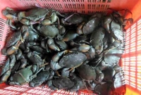 করোনা ভাই'রাসের থা'বা শিলা কাঁকড়ায়