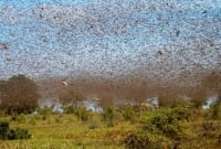 এবার ভারতের দিকে ধে'য়ে আসছে ভয়ঙ্কর পঙ্গপাল