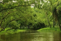 বিশ্ববিদ্যালয় ক্যাম্পাস যেন একখণ্ড ‘সুন্দরবন’ বিশ্ববিদ্যালয় ক্যাম্পাস যেন একখণ্ড ‘সুন্দরবন’