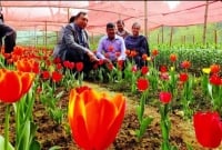 প্রথমবারের মতো বাংলাদেশে ফুটলো বিশ্বব্যাপী জনপ্রিয় ফুল টিউলিপ