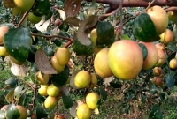 ইউটিউব দেখে কাশ্মীরি আপেল কুল চাষে ১০ মাসে বদলে গেল ভাগ্য