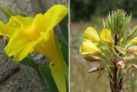 আল্লাহর অপার মহিমা, প্রত্যেক ওয়াক্তে আযানের সাথে সাথে ফোটে এই অদ্ভুত ফুল!