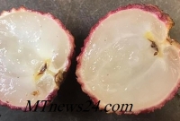  ২০ বছরের গবেষণায় বিচিবিহীন সুস্বাদু লিচুর জাত উদ্ভাবন করল এক কৃষক!