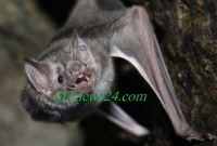  মানুষের রক্ত চুষে নিচ্ছে এই বাঁদুর! র'ক্তের জন্য মানুষকে আ'ক্র'মন করছে