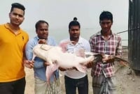 ২৫ কেজি ওজনের এক বাঘাইড় মাছের দাম সাড়ে ২৭ হাজার টাকা