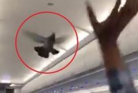 প্লেনের ভেতর শান্তির কবুতর অশা'ন্তি ছ'ড়ালো! ভিডিও ভাই'রাল