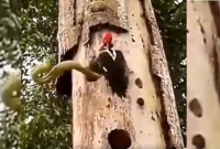 সন্তানদের সাপের হাত থেকে বাঁচাতে মায়ের ভ'য়'ঙ্কর ল'ড়াই, ভিডিও ভাইরাল