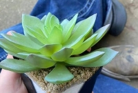 টানা দু'বছর পানি ঢালার পর বুঝলেন ফুল গাছটি 'নকল'!