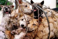 অবশেষে কুকুর, বাদুড়, সাপ সহ সবধরণের বন্যপ্রাণী খাওয়ায় নিষেধা'জ্ঞা জারি করল চীন!