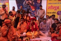 করোনা ভাইরাস নিরাময়ে দিল্লিতে গোমূত্র পার্টি, ছবি ভাইরাল হতেই হাসির রোল