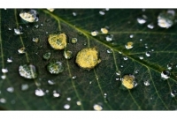 করোনার মধ্যে ভারতে নতুন আত'ঙ্ক, হঠাৎ হলুদ রঙের অ্যাসিড বৃষ্টি!