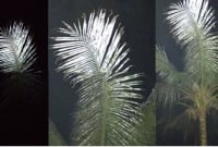 হঠাৎ ঝিনাইদহের বিভিন্ন এলাকায় নারিকেল গাছের পাতার রং পরিবর্তন!