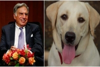 এই কুকুরটাকে কেউ আশ্রয় দেবেন প্লিজ, আর্জি রতন টাটার