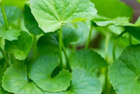 এক গুঞ্জনে ১০ টাকার থানকুনি পাতা ২০০ টাকা!