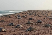 হঠাৎ সমুদ্র থেকে উঠে আসছে লাখ লাখ কচ্ছপ!