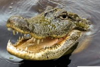 এক মুহূর্ত দেরি না করে, কুমিরের নাকে আঙুল ঢু'কিয়ে নিজের সন্তানকে বাঁচালেন মা