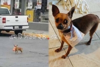 করোনায় ঘরবন্দি, বাড়িতে বসে দোকান থেকে কুকুরকে দিয়েই আনাচ্ছেন খাদ্যদ্রব্য