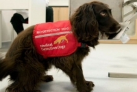 এবার কুকুর শনা'ক্ত করবে করোনা রোগী!