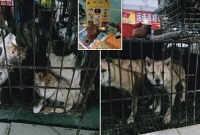 চীনের বাজারে আবারো বিক্রি হচ্ছে বাদুড়-কুকুর-বিড়াল-সাপ-ব্যাঙ!