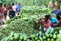 করোনার প্রভাব : বেগুন ২ টাকা মুলা ১ টাকা কেজি