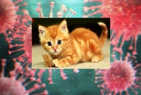 পোষা বিড়ালের শরীরে করোনাভাইরাসে নতুন আত'ঙ্ক সৃষ্টি