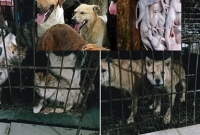  অবশেষে চীনের শেনচেন শহরে কুকুর, বেড়াল, সাপ,ব্যাঙ খাওয়ার ওপর নিষেধাজ্ঞা জারি