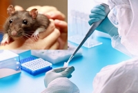 সুখবর, করোনার ভ্যাকসিন 'পিটকোভ্যাক' ইঁদুরে প্রয়োগে সফলতা মিলেছে