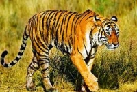 এবার বাঘও করোনাভাইরাসে আ'ক্রা'ন্ত!