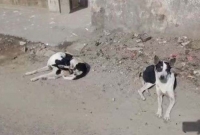 করোনার মধ্য প্রাণীদের উপর প্রতিশো'ধ, খাবারে বি'ষ মি'শিয়ে পথকুকুরদের হ'ত্যা