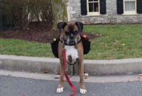 সামাজিক দূরত্ব বজায় রেখে ঘরে ঘরে মদ পৌঁছে দিচ্ছে কুকুর!