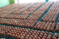 অর্ধেক দামেও বিক্রি হচ্ছেনা ডিম