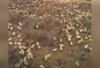 লকডাউনে ফেলে দেয়া কয়েকশো ডিম থেকে মুরগির বাচ্চা!