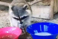 করোনা থেকে বাঁচতে হাত ধুচ্ছে ছোট্ট প্রাণীও, ভাইরাল ভিডিও!