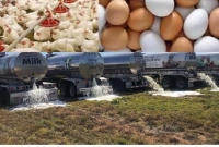 উৎপাদিত দুধ, ডিম ও সবজি ফেলে দিচ্ছে আমেরিকার কৃষকরা!