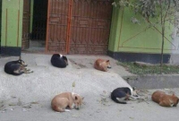 'সামাজিক দূরত্ব' মানছে কুকুর, ছবি ভাই'রাল!