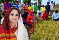 মাঠে গিয়ে কৃষকের সঙ্গে ধান কাটলেন সংরক্ষিত আসনের এমপি শামীমা