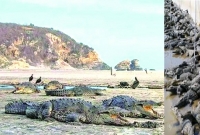 হঠাৎ সৈকতের দিকে উঠে আসছে শত শত কুমির