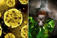 চাঞ্চল্যকর তথ্য! বাদুড় থেকে করোনা সং'ক্রমণ হাজার বছরে একবার ঘটে